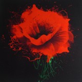Carré Coquelicot