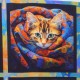 Coton Cat Stars