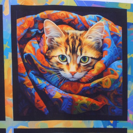Coton Cat Stars