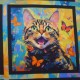 Coton Cat Stars