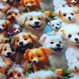 Coton Babies Dog