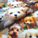 Coton Babies Dog