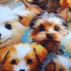 Coton Babies Dog