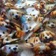 Coton Babies Dog