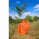 Box complète sac Boston Velvy