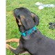 Sangle Doggy canard supérieure