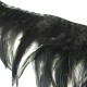 Galon plumes noir jais **